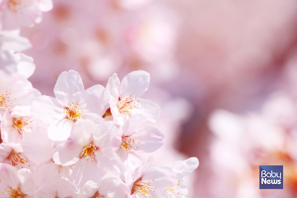 우리가 봄을 사랑하는 이유는 바로 그 변화 속에서 새로운 시작과 희망을 느낄 수 있기 때문이다. 아기의 탄생은 가정에서 새로운 희망을 싹 틔우는 것이라면, 넓게 보면 국가의 지속과 번영을 약속하는 씨앗을 뿌리는 것이다. ⓒ베이비뉴스