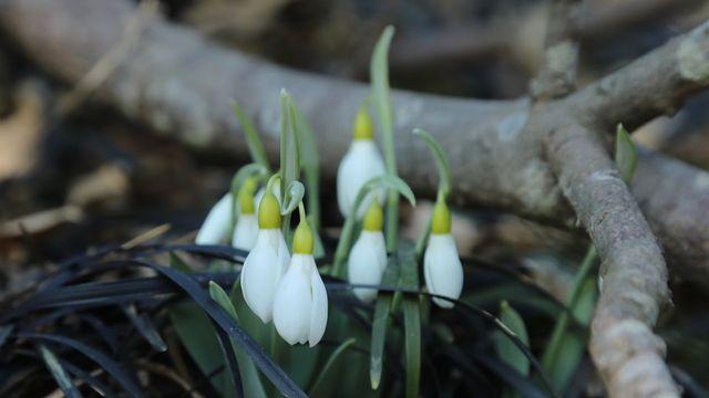 태안 천리포수목원 벌써 봄꽃 개화