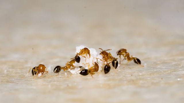 개미 훈련시켜 소변 속 냄새로 암 진단한다