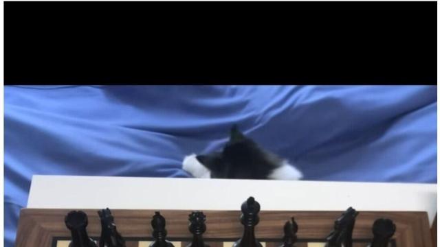 체스꿀팁 체스둘때 가장 경계해야 하는것