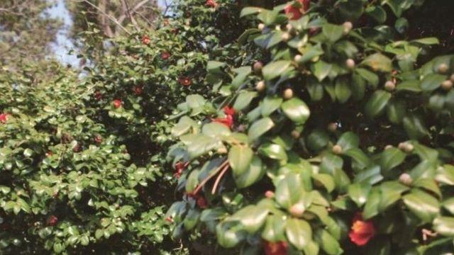 전국의 동백꽃 여행지와 맛집 4