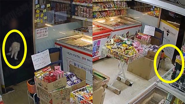 “무인점포에 슬쩍…” 생후 5개월 된 새끼 강아지 유기한 견주, 모두가 분노했다