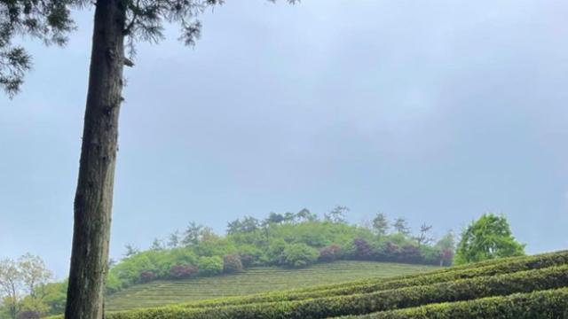 보성밭에서 나타난 송가인 근황