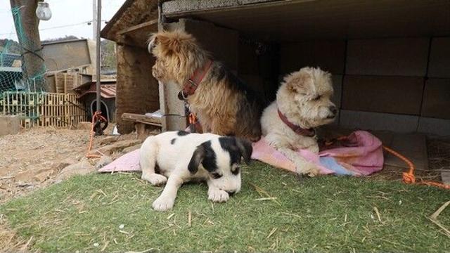 닮은 구석하나 없는 육남매→머리에 의문의 통이 낀 개를 구하라TV동물농장