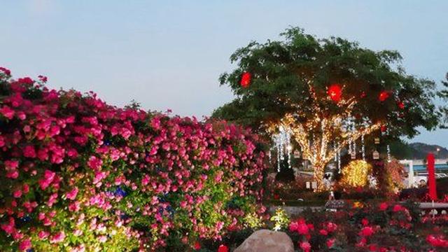 알록달록 피어난 강원…도내 곳곳 봄꽃 축제 풍성