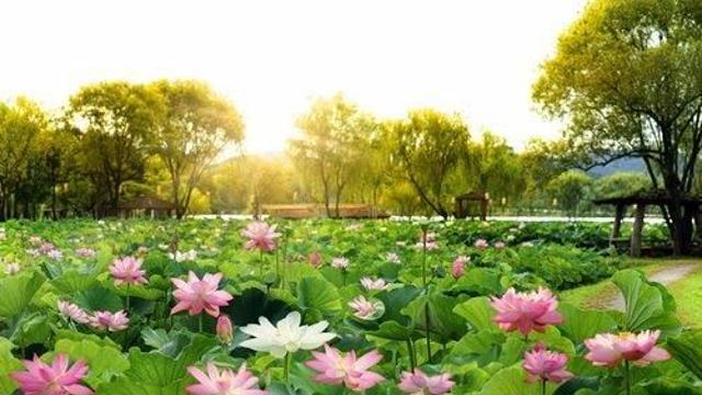 부여군, 연꽃축제 앞두고 바가지요금 근절 대책 마련