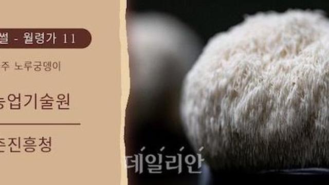 “버섯이라고 다 같은거 아니야”…약용버섯 ‘노루궁뎅이’ 新농사직썰월령가⑪