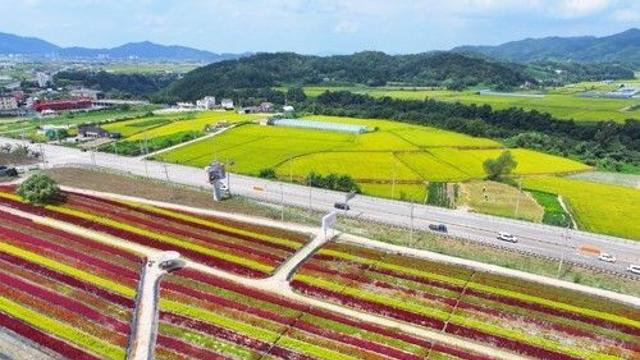 철원 대표 관광지 고석정 꽃밭, 28일부터 나흘간 무료 개장