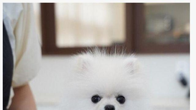 쪼매난 게 승질 더러운 강아지 원탑