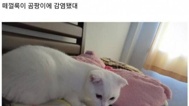싱글벙글 인도식 고양이 피부병 치료