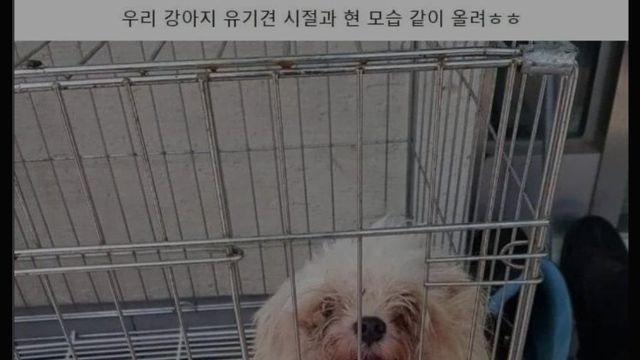 버려진 강아지 주워다 키운 결과물