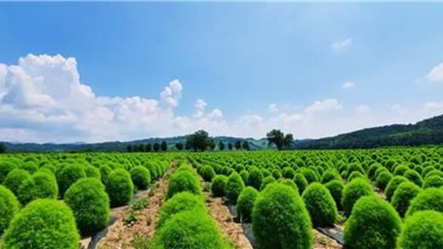 연천군, 가을 맞아 9∼11월 다양한 축제 열어