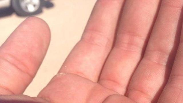 리터럴리 모래 부스러기같은 아기 도마뱀