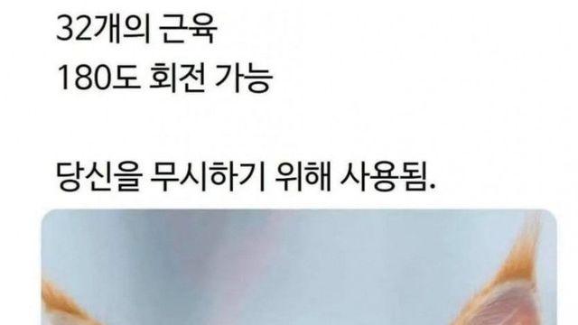 고양이 알고보면 더 괘씸한 사실