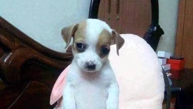 사료 훔쳐먹은 아기 강아지.jpg,,