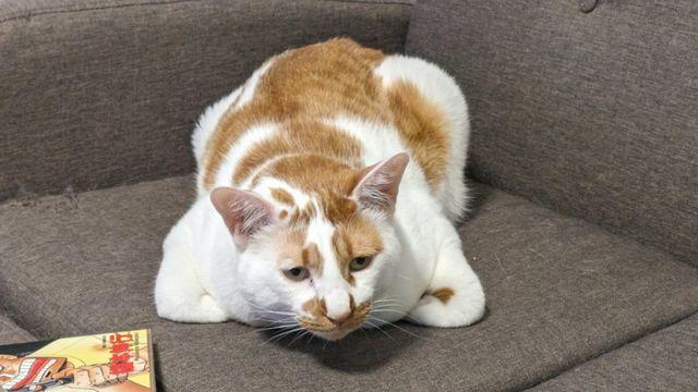 뭔가 이상한 고양이 식빵자세