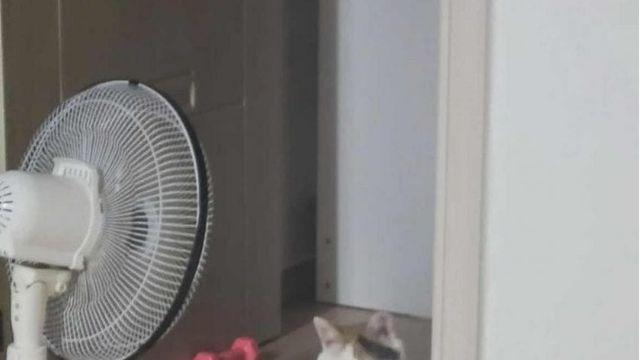 마을 사람들한테 빨래질 당하던 고양이 근황