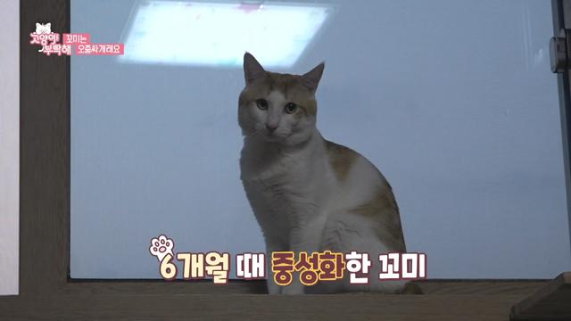 고양이 중성화 수술 충격반전