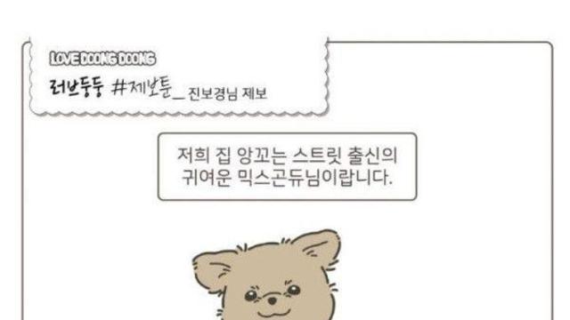 제보툰) 최민식 배우 닮은 댕댕이.jpg‥
