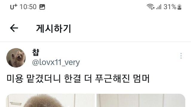 미용실 갔다 온 멍뭉이⋯!