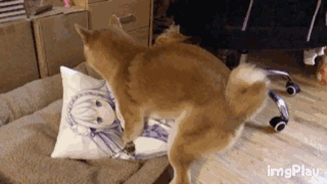 멍멍이.jpg