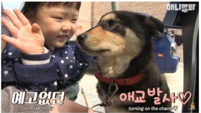 섬마을 남매가 강아지를 환영하는 완벽한 방법.jpg