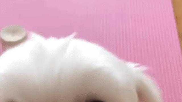 이빨 빠진 말티즈.gif