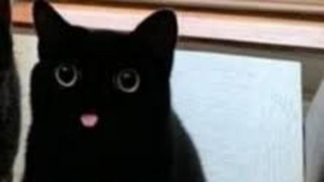 검은 고양이 메롱
