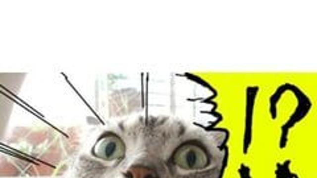 고양이가 이게 가능하다고?,,