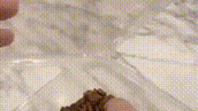 사료 달랑 두 알 받고 개빡친 댕댕이.gif