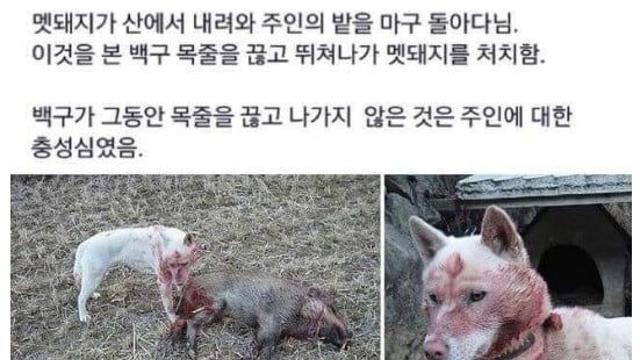 백구의 충성심ㄷㄷ