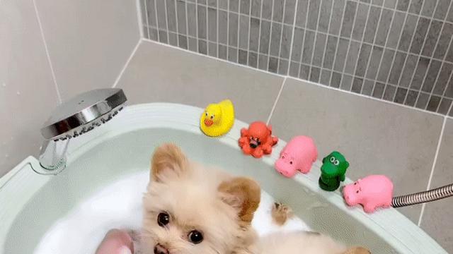 씻을때 특히 귀엽다는 강아지들.gif