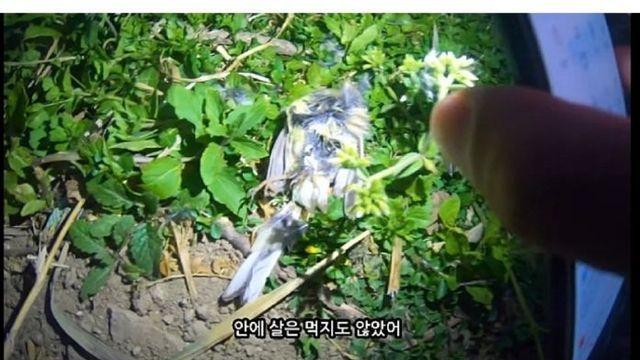 고양이 목도리‥