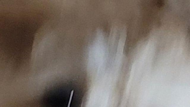 ??:우리 강아지 귀엽게 찍고싶어