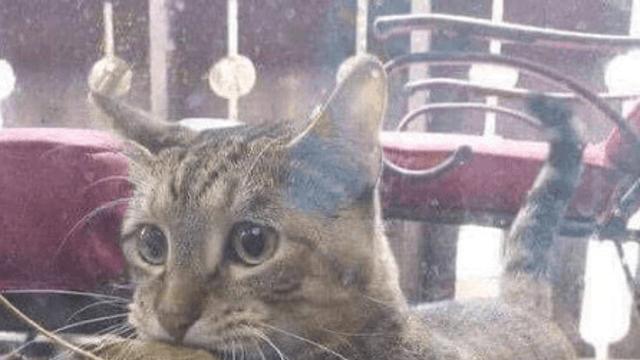 고양이식 물물교환 ‥