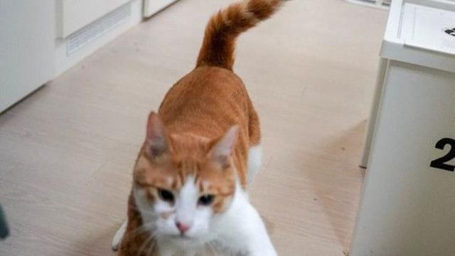 깜빡하고 고양이 밥 안주고 하루 외박 나갔다 들어온 집사의 1인칭 시점