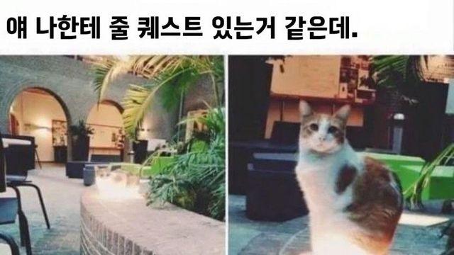 고냥이한테서 빛이 난다