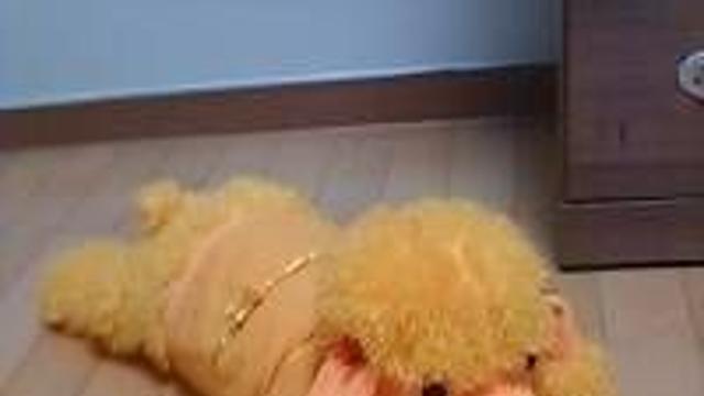 [스압] 저희집에 푸들(강아지)이왔어요.jpg‥