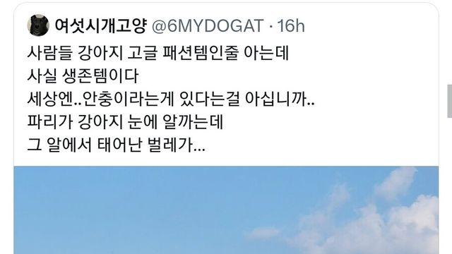 수의사가 말하는 강아지 고글이 패션이 아닌 필수템인 이유