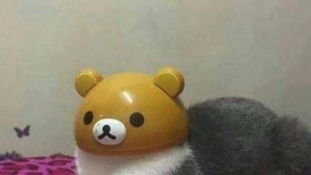네? 고양이요?,,