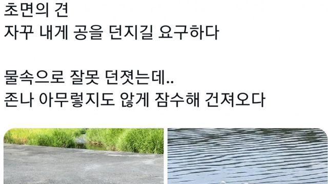 초면인 강아지가 공을 던지래