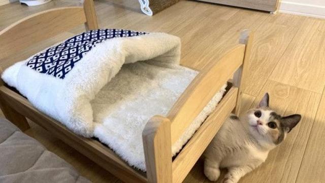 고양이 특).jpg