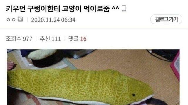 키우던 구렁이한테 고양이 먹이로줌