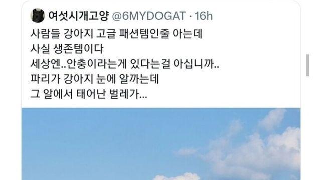수의사가 말하는 댕댕이 고글이 패션이 아닌 필수템인 이유