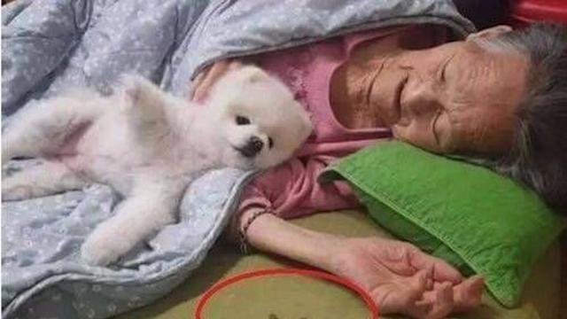 할머니 밥 안 드신다고 자기 사료 물고온 강아지