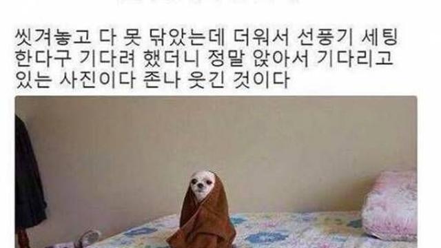 말 잘듣는 댕댕이.jpg‥