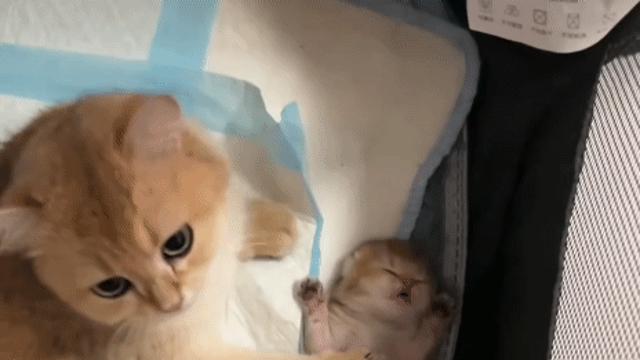 엄마냥이와 아깽이 ,,
