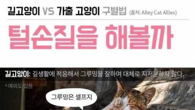 길고양이, 가출고양이 구별법.jpg,,