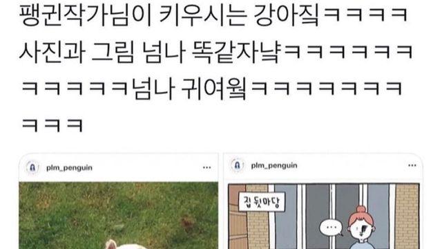 그림같은 강아지