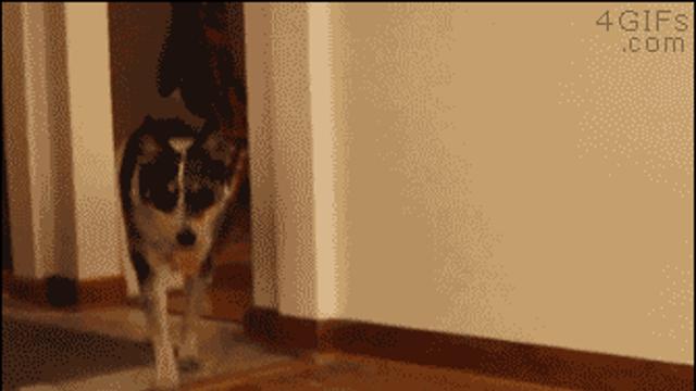 냥이 입양 ‥